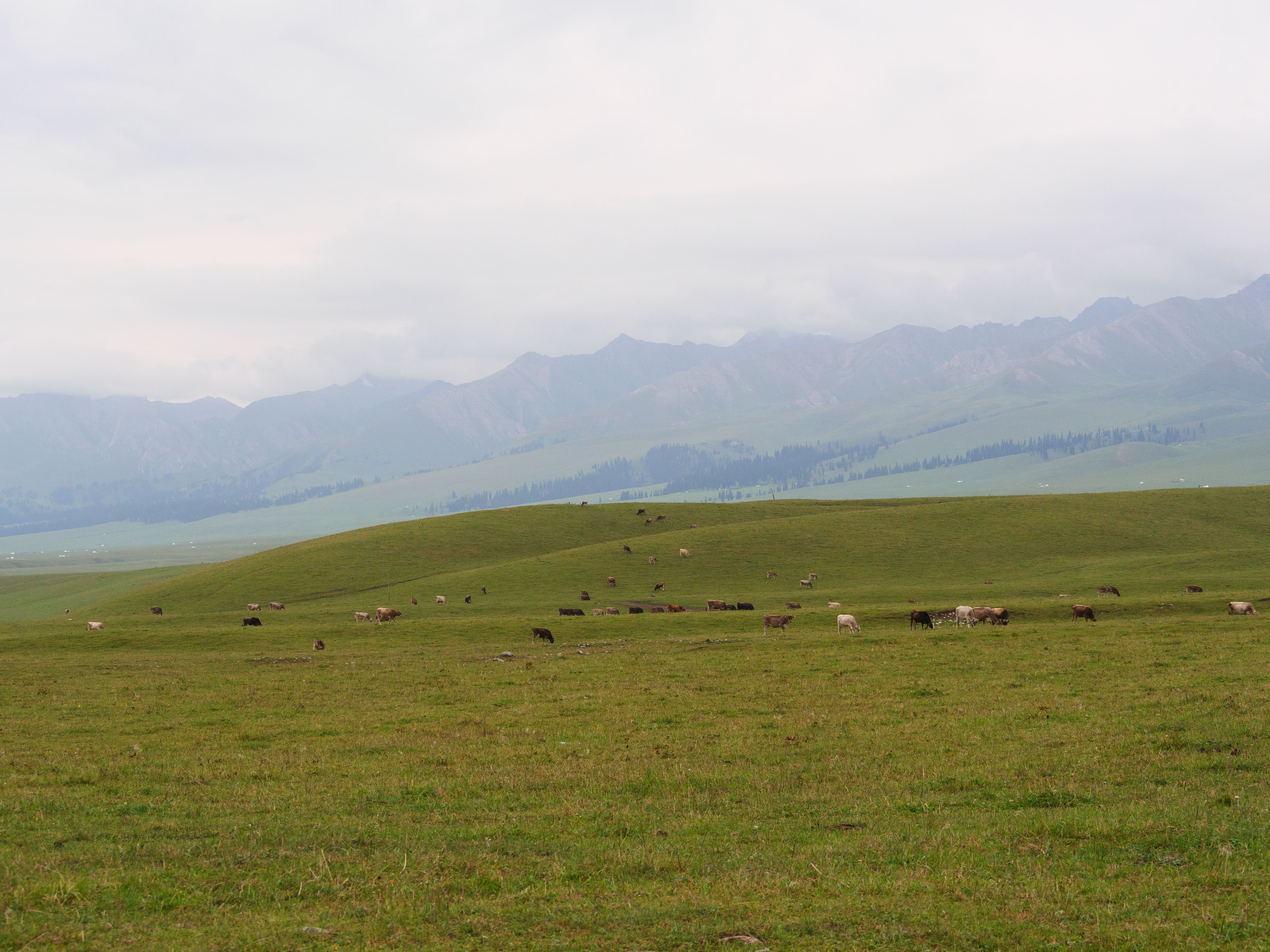 Rangeland Conservation: A $1.3 Billion Opportunity for Kenya's Livestock Sector