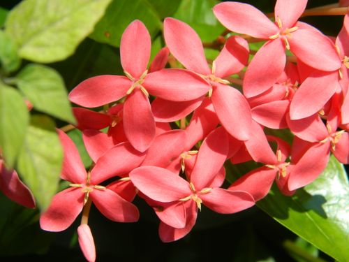 Free Close-up of vibrant pink Ixora blossoms with lush green leaves in Zhuhai, China. Stock Photo