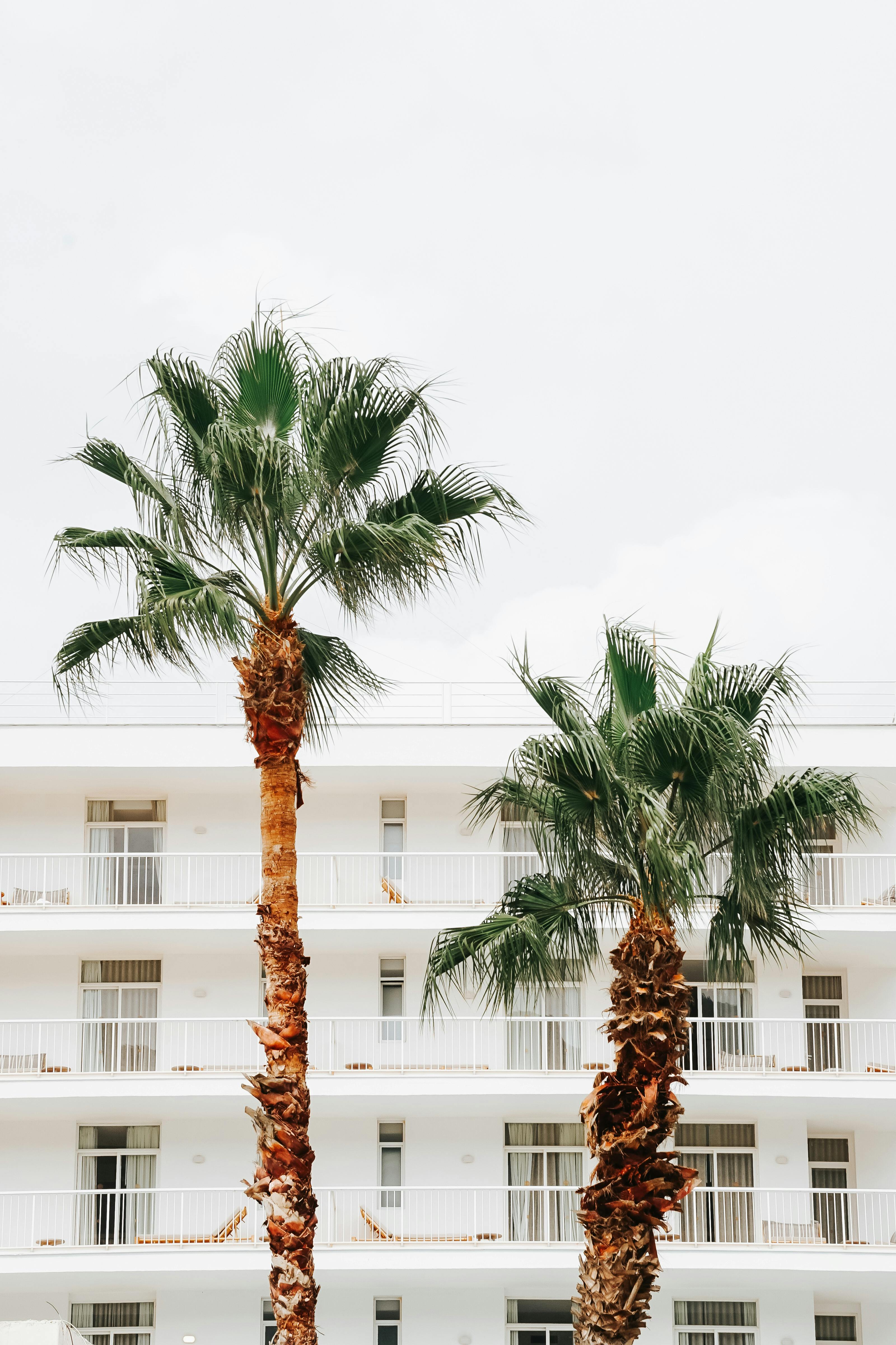 Vibrant palm trees against a minimalist white building in summer afternoon light.