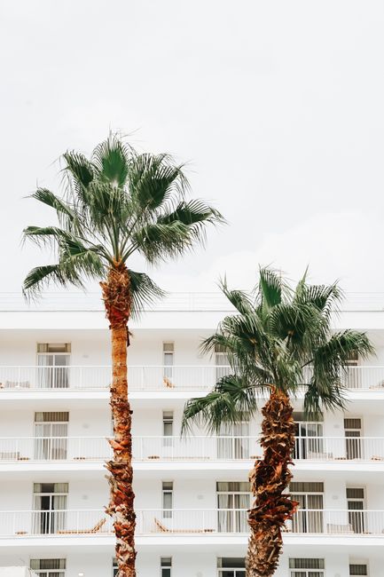 Vibrant palm trees against a minimalist white building in summer afternoon light.