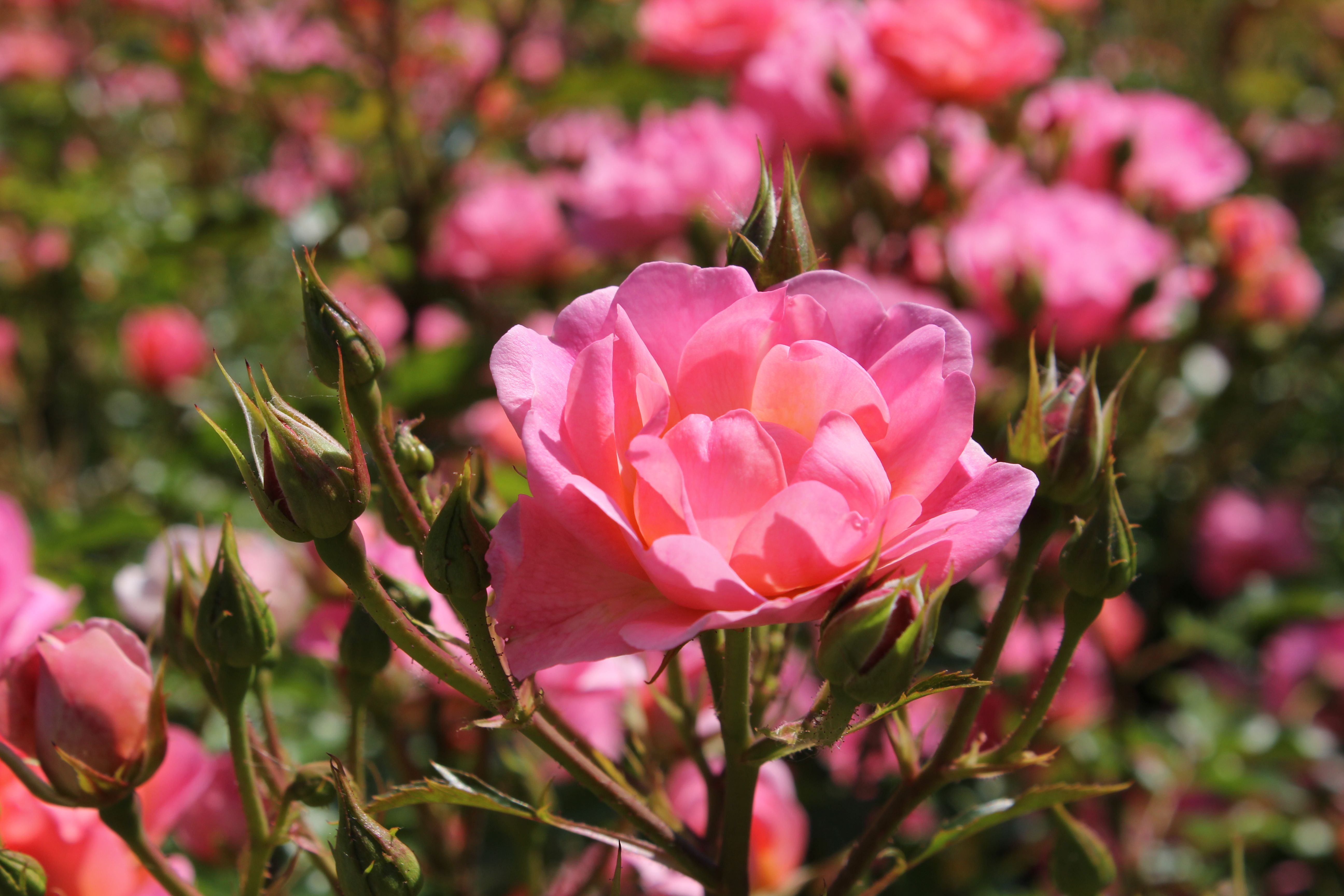 Vibrant Pink Rose in Bloom in Toronto Garden · Free Stock Photo