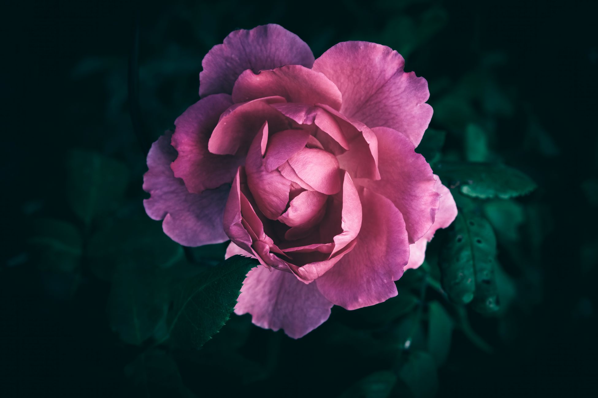 There is a 'Pink Cloud' in the garden and it is beautiful