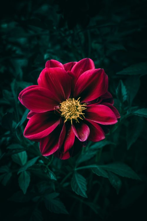Free A stunning close-up of a vibrant red dahlia showcasing its intricate petals and yellow center. Stock Photo