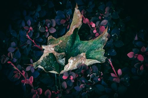 Free Close-up view of a dried green maple leaf surrounded by vibrant red barberry leaves outdoors. Stock Photo