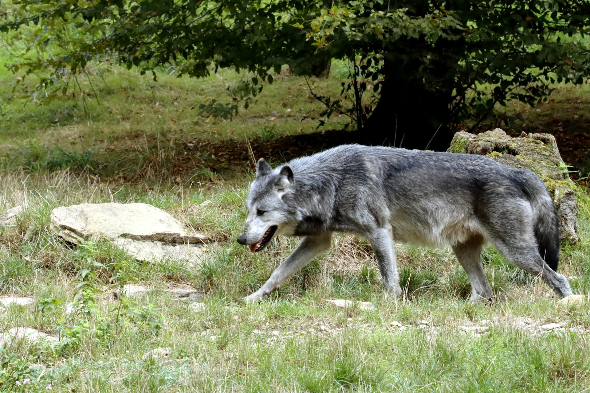 Wild Grey Wolf Walking in Forest Habitat