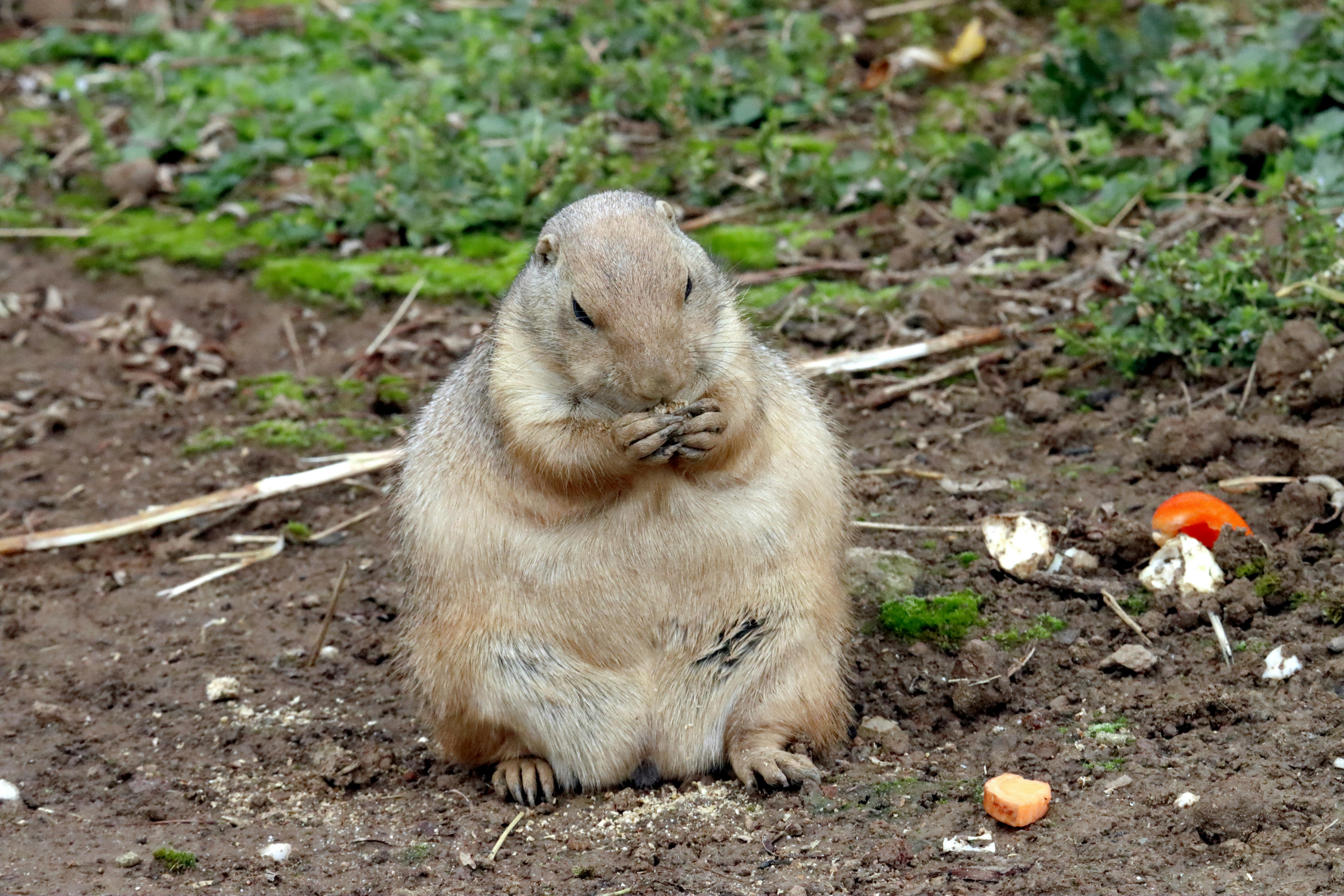 Hauser für Hamster