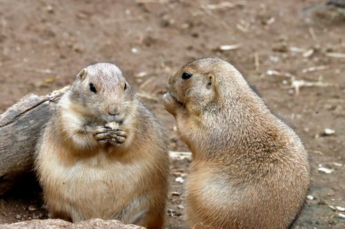 Free Two prairie dogs eating and interacting in a natural setting. Stock Photo