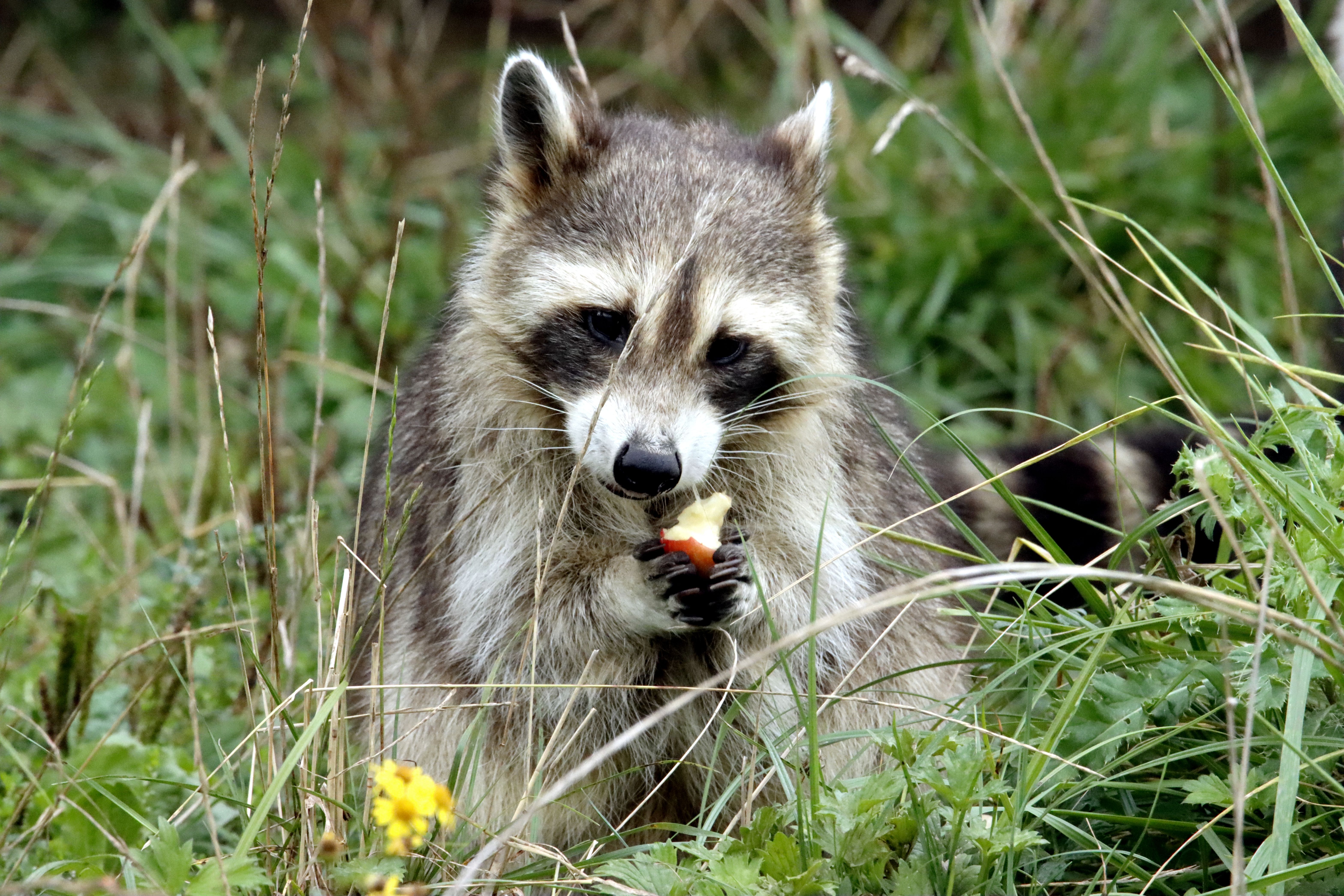 raccoons eat bird seed