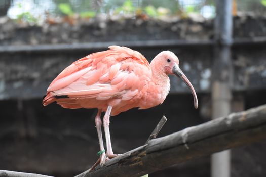 crested ibis pink bird