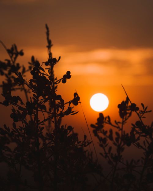 Free Captivating sunset silhouette of flora during golden hour in Ankara, Turkey. Stock Photo