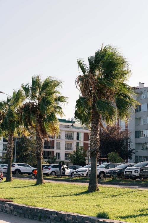 Free Palm trees lining a street with modern buildings in a sunny urban environment. Stock Photo