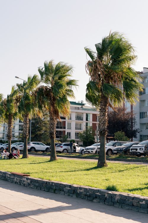 Free Sunny urban scene featuring palm trees and modern buildings along a street. Stock Photo