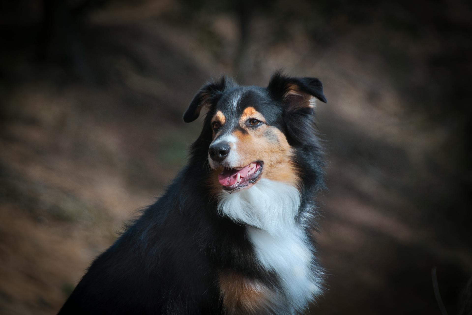 Close-up of a Tri-Color Collie in Nature