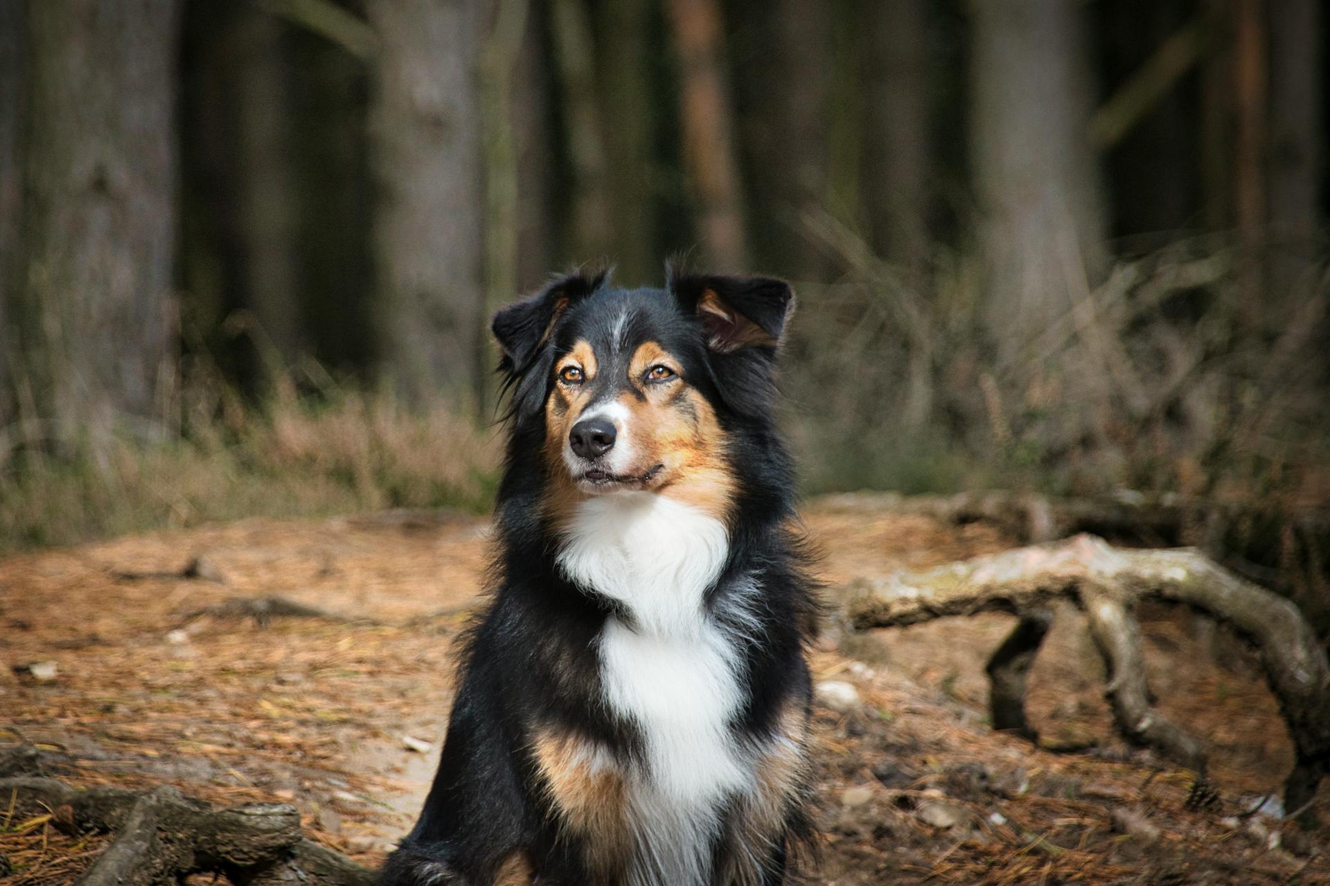 Adorable Australian Shepherd in Forest Setting