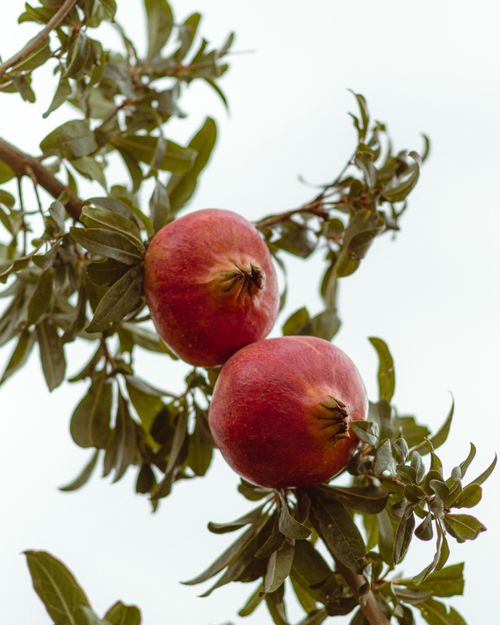 Free Close-up of ripe red pomegranates on a tree branch in Jendouba, Tunisia. Stock Photo