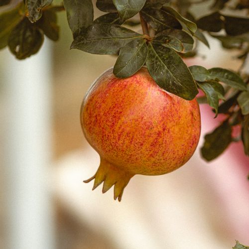 Free Close-up of a ripe pomegranate on a tree in Jendouba, Tunisia, during daytime. Stock Photo