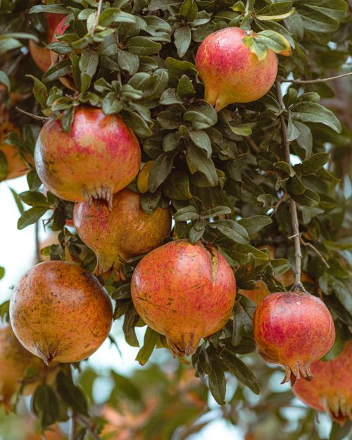 Free Vibrant pomegranates hanging from a tree in Jendouba, Tunisia, showcasing natural beauty. Stock Photo