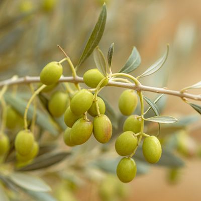 Cassette di olive fresche