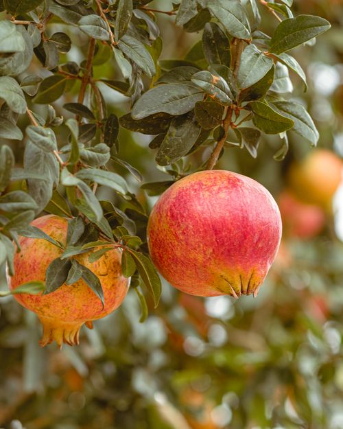 Free Vibrant pomegranates hanging from a lush tree in Jendouba, Tunisia. Stock Photo