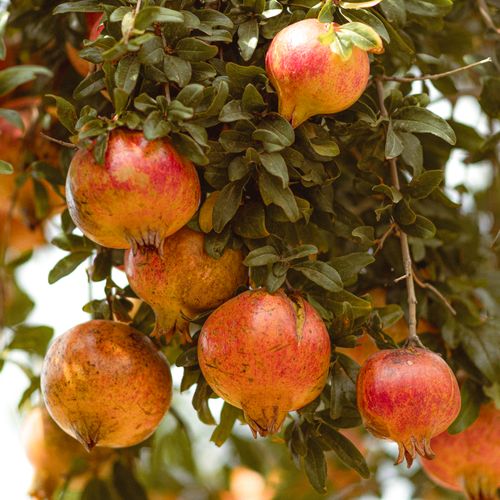 Free Lush pomegranates hanging on a tree branch in Jendouba, Tunisia. Perfect for food and travel themes. Stock Photo