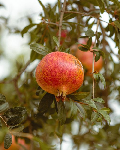 Free Close-up of a ripe pomegranate hanging on a tree branch in Jendouba, Tunisia. Stock Photo