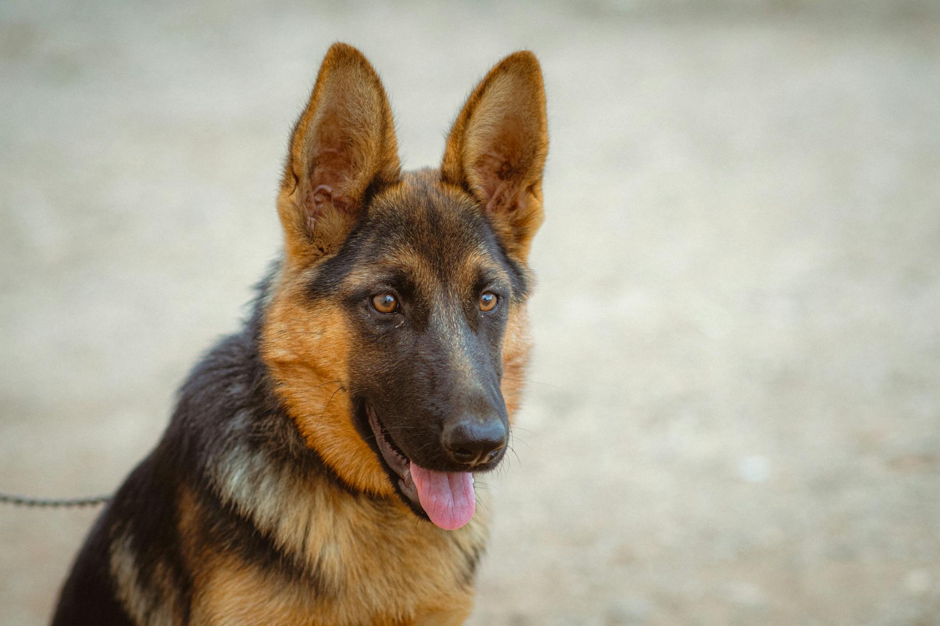 Gratis stockfoto van hond, jendouba, herder