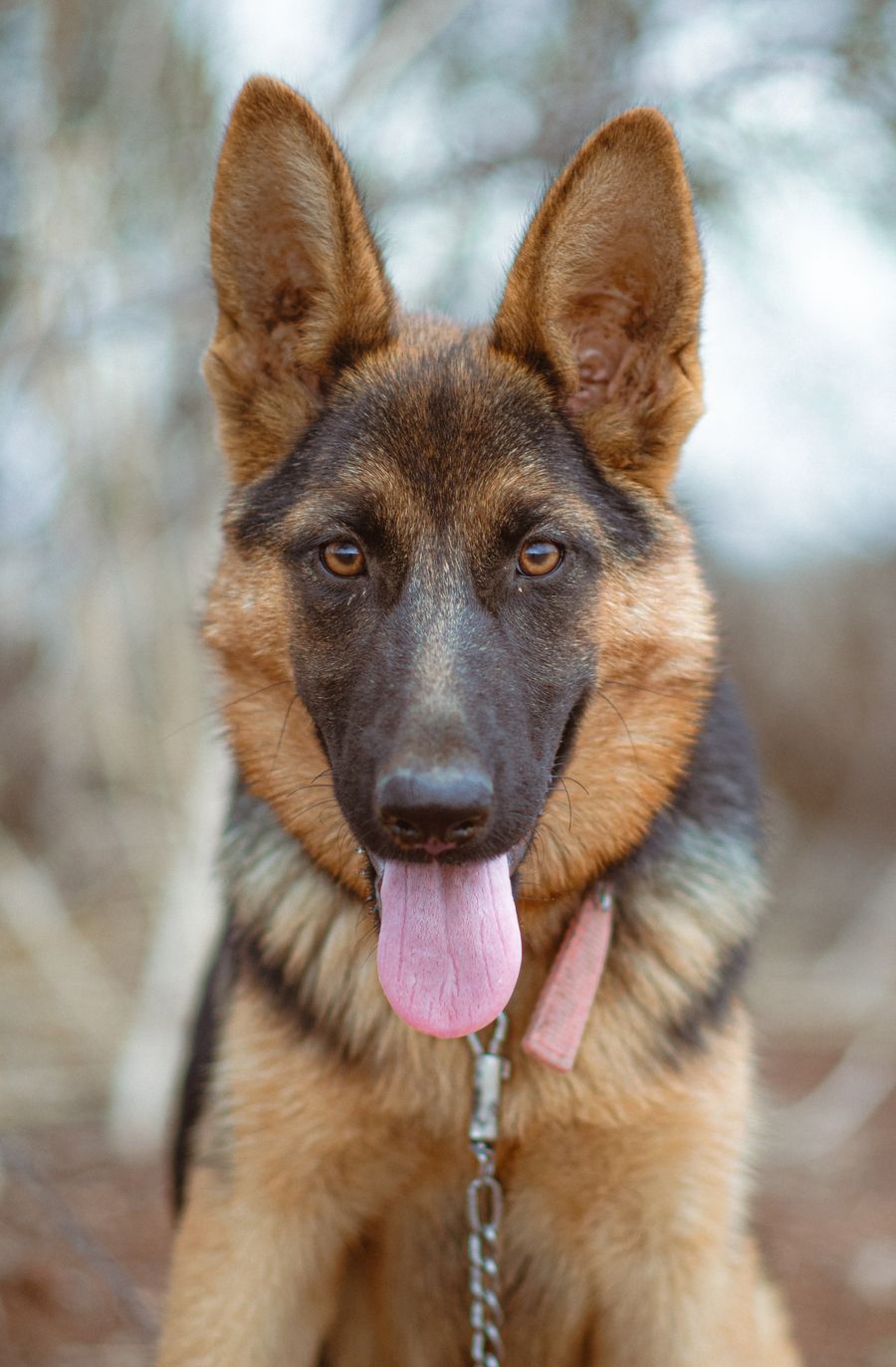 German Shepherd puppy wearing a collar outdoors