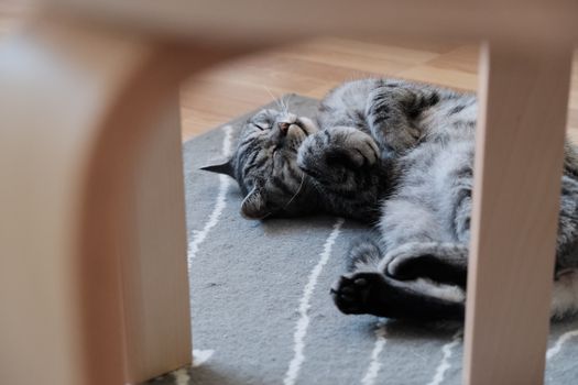 一只安详的虎斑猫舒适地躺在柔软的地毯上，为室内增添了温暖