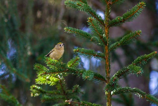 A goldcrest (Regulus regulus) perched on a pine tree branch in a forest setting.