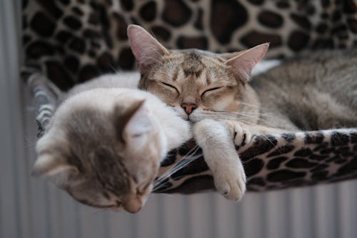 Foto Van Katten Die Samen Slapen