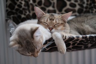 Photo Of Cats Sleeping Together