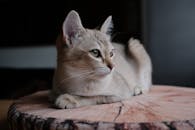 一只安详的虎斑猫懒洋洋地躺在室内的木头上，捕捉着平静的时刻