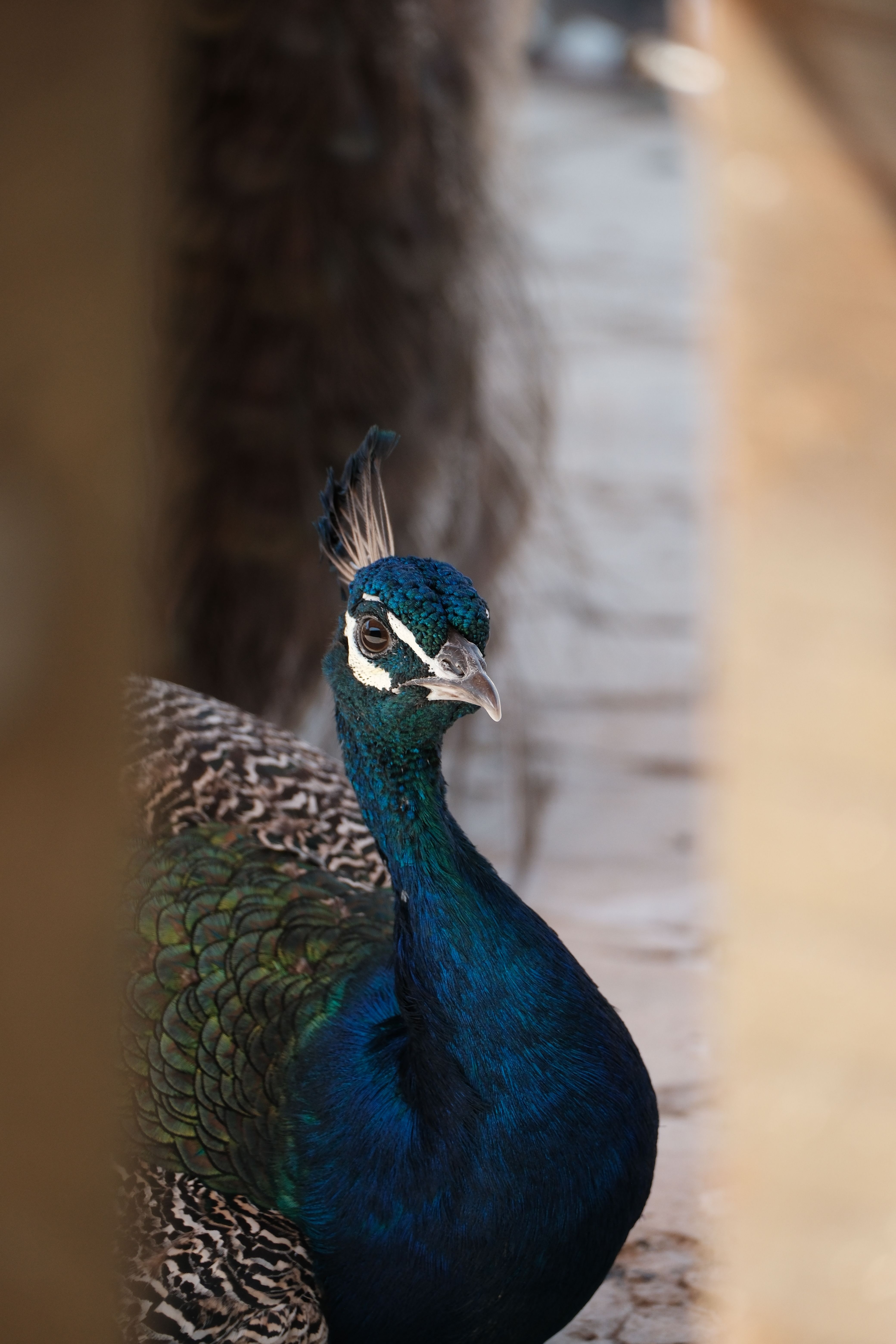 Close-Up of Vibrant Peacock in Zoo Habitat · Free Stock Photo