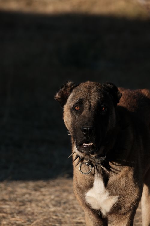 Free A majestic Anatolian Shepherd Dog standing in natural twilight setting. Stock Photo