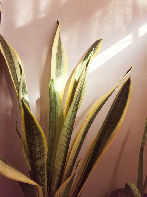 Free Sunlit snake plant with green and yellow leaves adds indoor freshness. Stock Photo