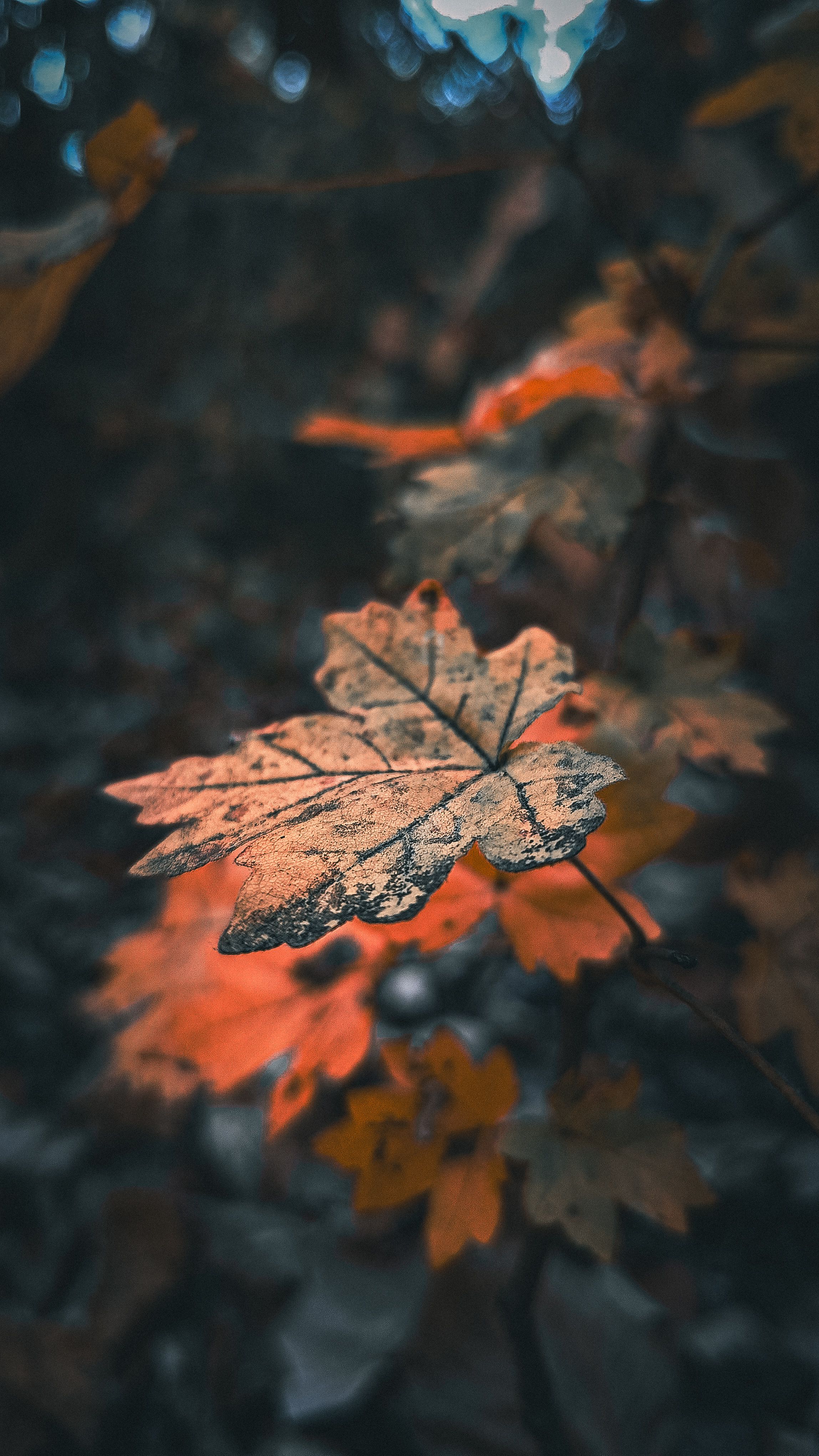 A detailed close-up of vibrant autumn maple leaves in a wooded setting, highlighting the season's colors.
