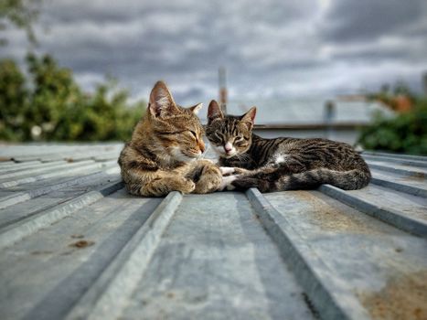 Two tabby cats peacefully resting on a tin roof outdoors in a serene setting.