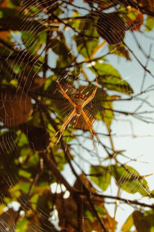 Free Close-up of a spider in sunlight with green leaves background. Perfect for nature themes. Stock Photo