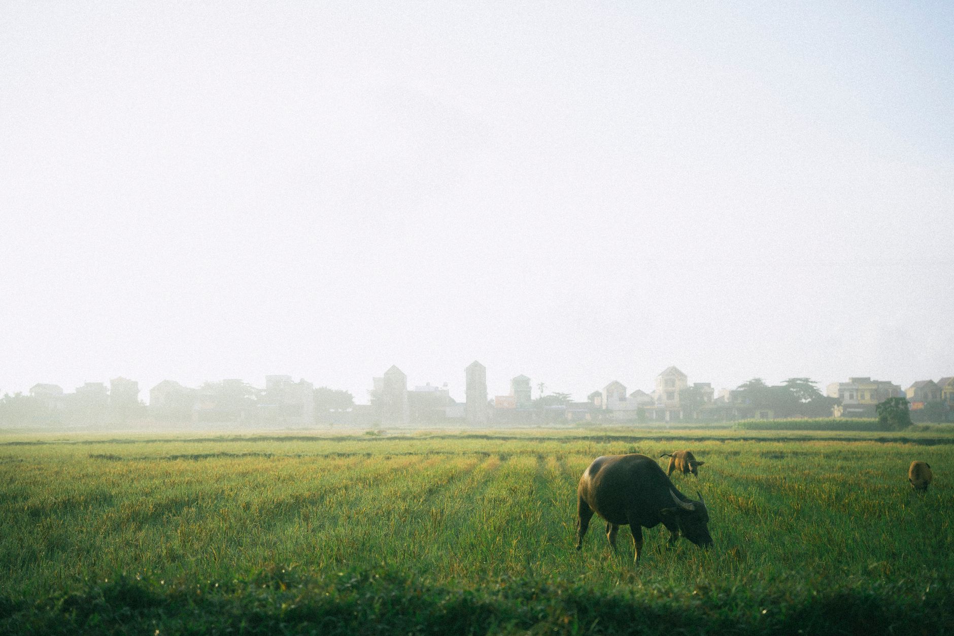 Serene landscape in Ninh Bình, Vietnam featuring grazing buffalo in lush rice fields.