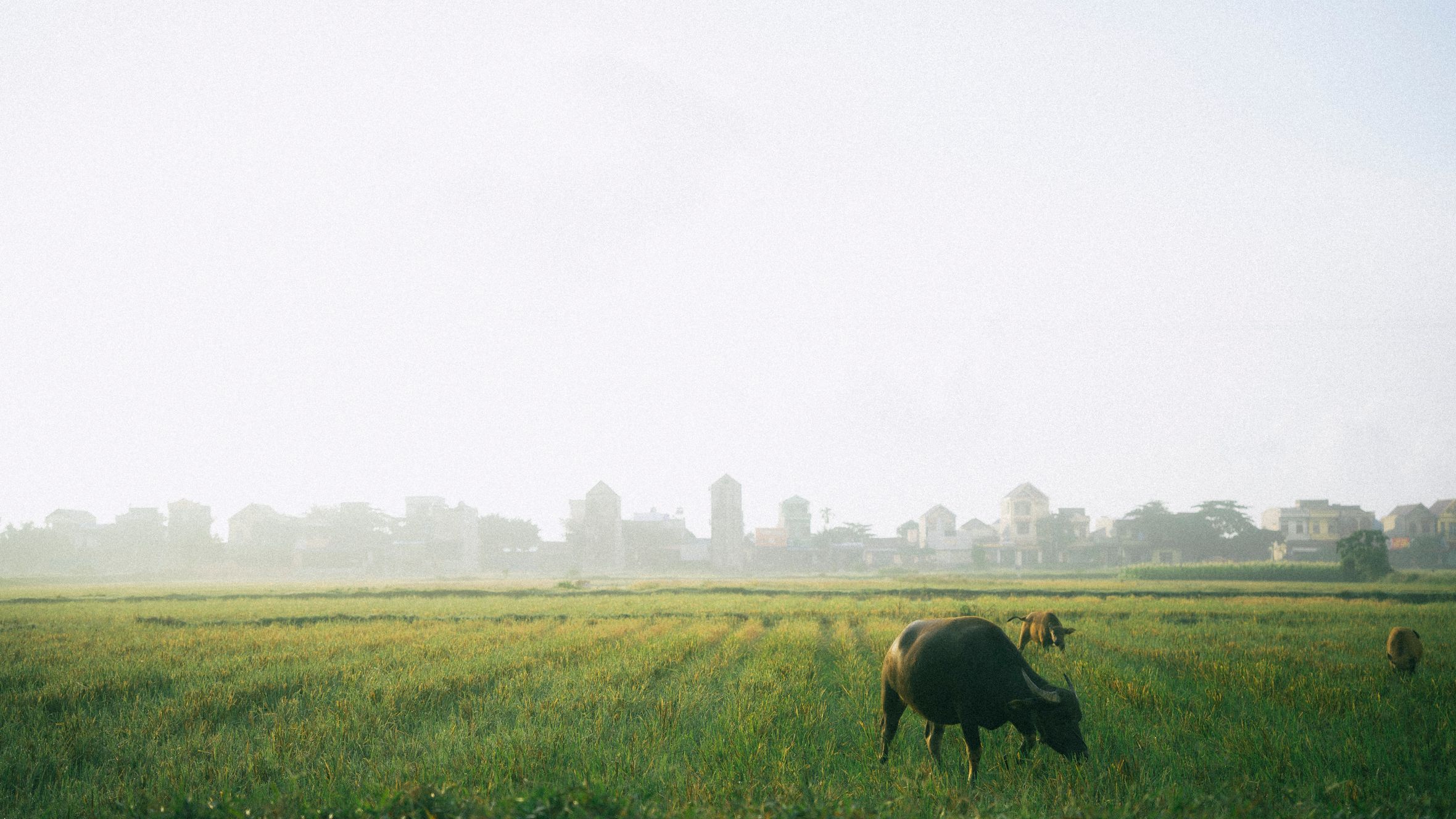 Serene landscape in Ninh Bình, Vietnam featuring grazing buffalo in lush rice fields.