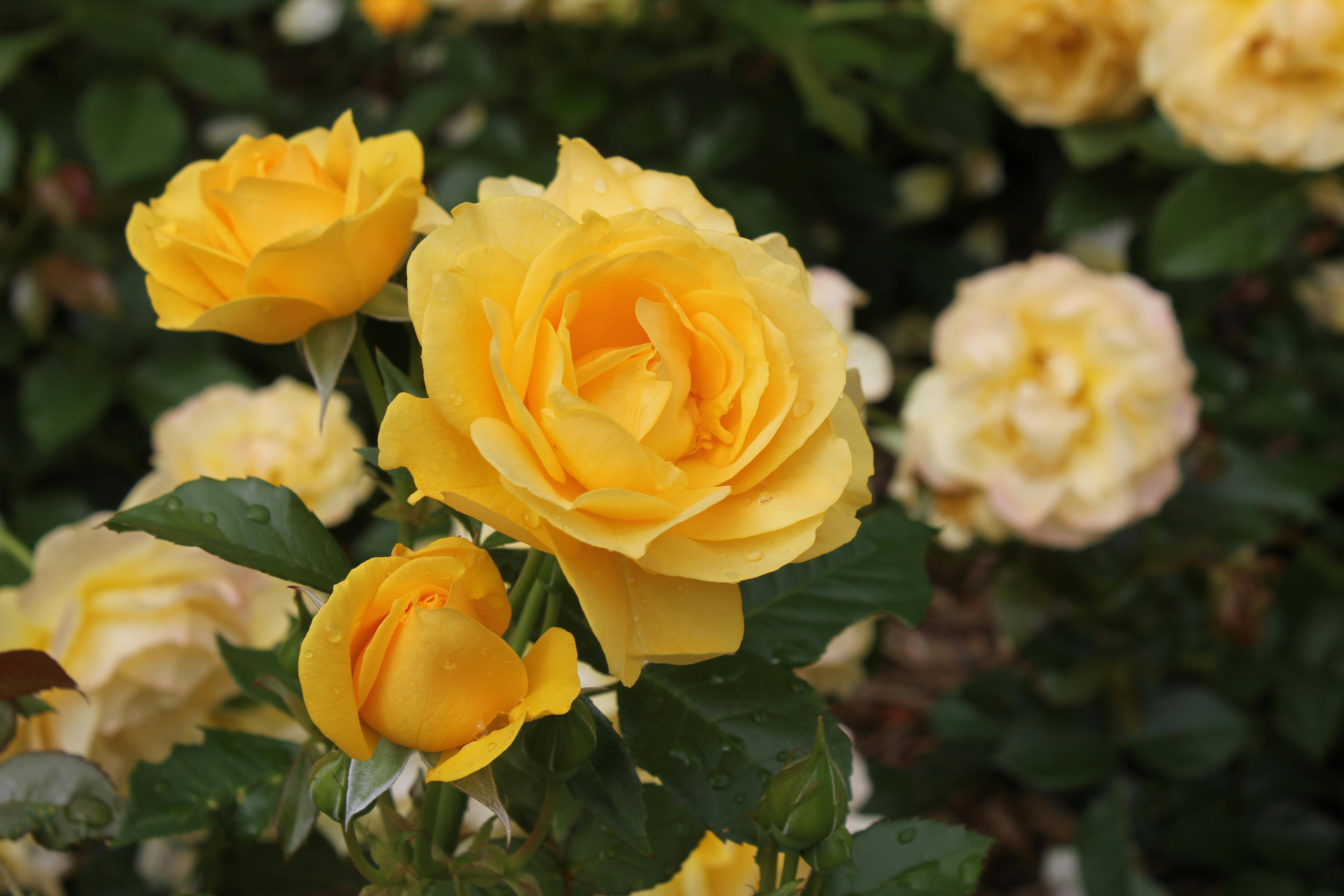 Close-up of vibrant yellow roses in full bloom in a garden setting, Toronto.
