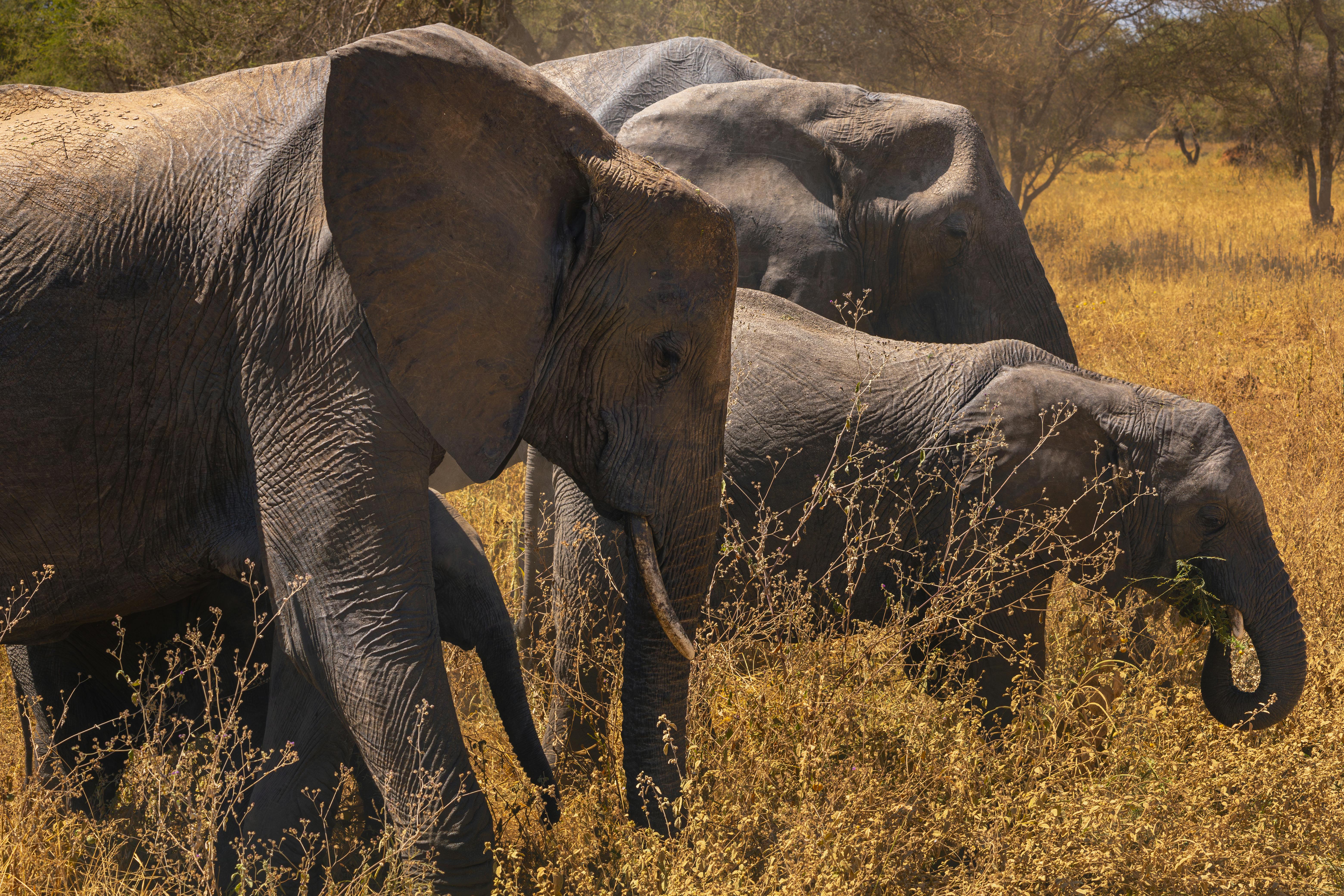 免費 稀樹草原景觀中雄偉的非洲大象 圖庫相片
