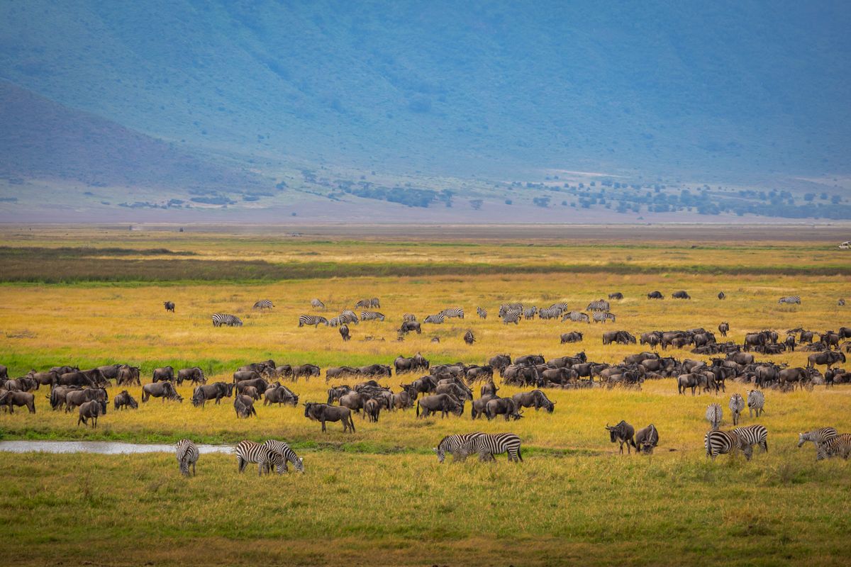 Zebras and wildebeest grazing together on the Tanzania savanna during migration season