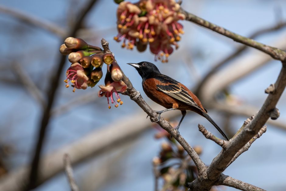 Orchard Oriole — Orchard Oriole on blossoming branch