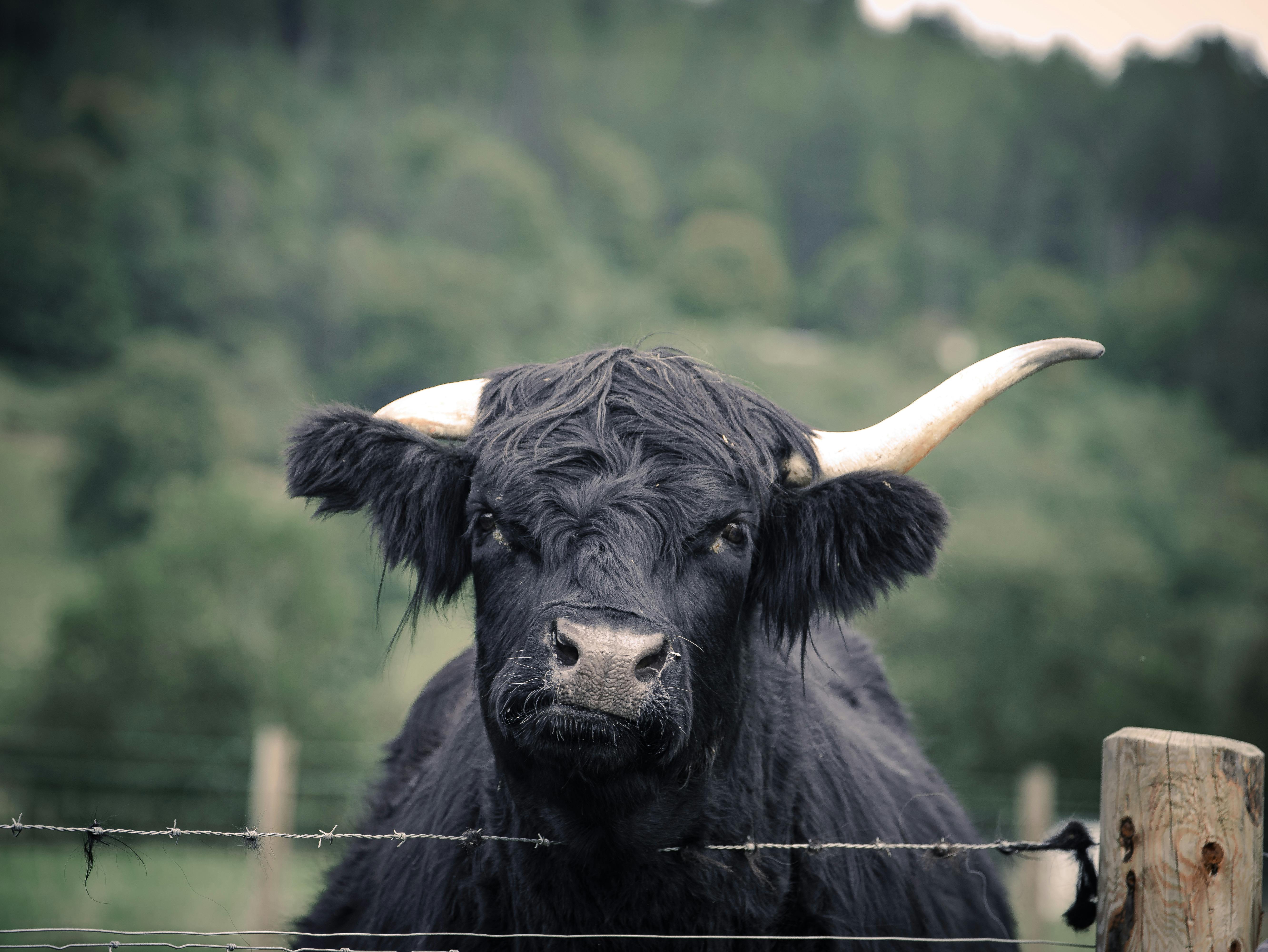 Gratuit Vache Majestueuse Des Highlands Dans Un Pâturage Verdoyant Photos