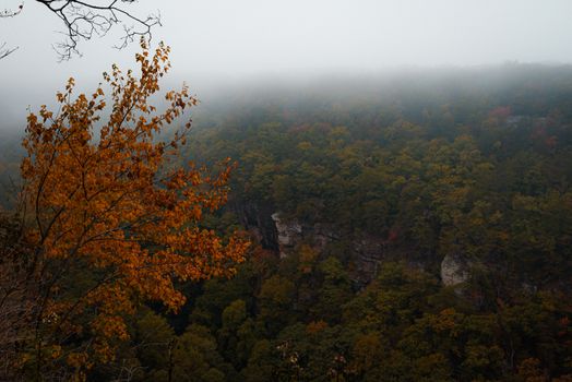 A misty autumn forest landscape featuring vivid fall foliage and a tranquil atmosphere.