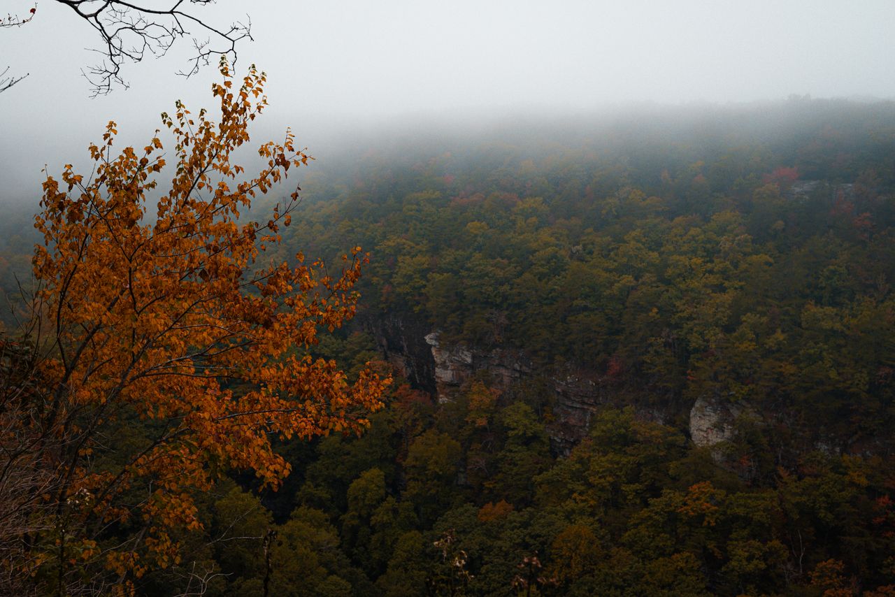 a misty autumn forest landscape featuring vivid fall foliage and a tra