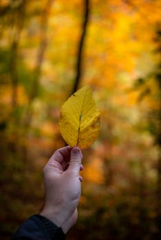 A hand holding a yellow leaf against a colorful autumn forest backdrop.