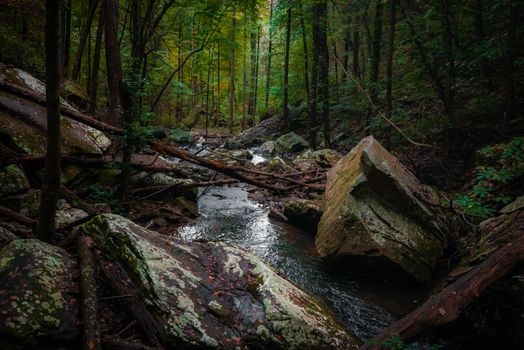 A tranquil stream flowing through a lush forest with moss-covered rocks and fallen branches.