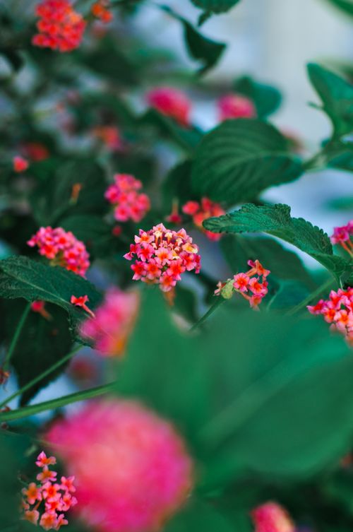 Free Close-up of vibrant pink Lantana camara flowers in full bloom, surrounded by lush green leaves. Stock Photo